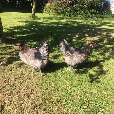 Ticketyboo 4* 皮克林