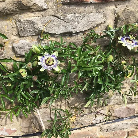 Ticketyboo Pickering