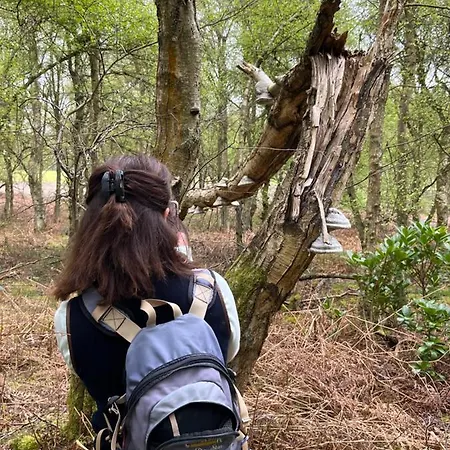 Ticketyboo 皮克林