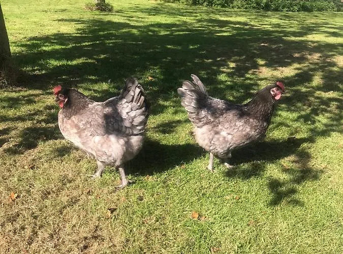 Ticketyboo 4* Pickering