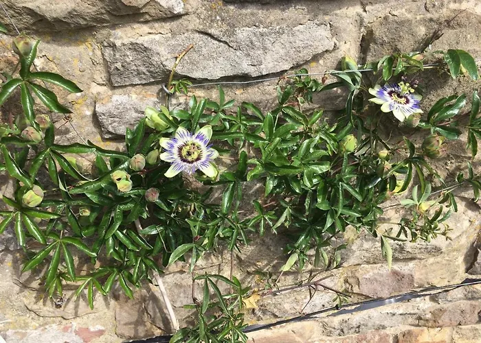 Ticketyboo Pickering