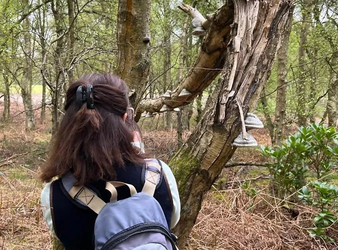 Ticketyboo Pickering